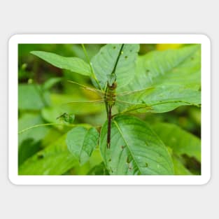 Giant Dragonfly Sticker